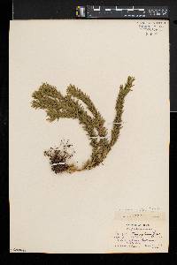 Huperzia taxifolia image