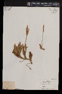Pseudolycopodiella affinis image