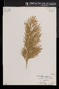 Lycopodium deuterodensum image