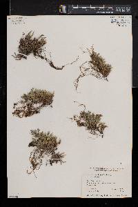 Selaginella densa image