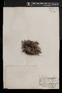 Selaginella wallacei image