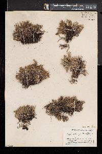 Selaginella rupestris image