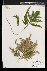 Selaginella haematodes image