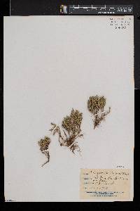 Selaginella bigelovii image