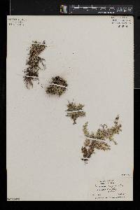 Selaginella wrightii image