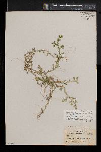 Selaginella denudata image