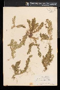 Selaginella producta image