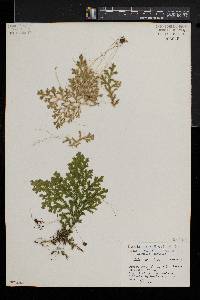 Selaginella krugii image