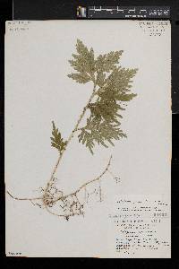 Selaginella plana image