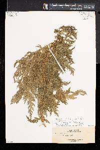 Selaginella willdenowii image