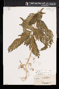 Selaginella wallichii image