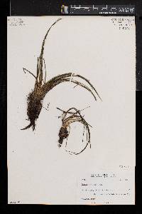 Isoëtes echinospora image