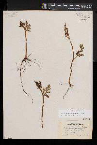 Botrychium matricariifolium image