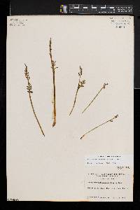 Botrychium matricariifolium image