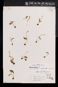 Ophioglossum crotalophoroides image