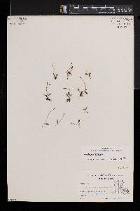 Ophioglossum nudicaule image