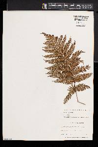 Leptopteris hymenophylloides image