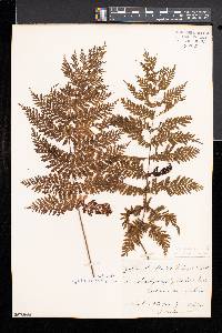 Leptopteris hymenophylloides image