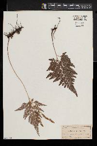 Anemia adiantifolia image