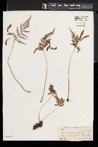 Anemia adiantifolia image