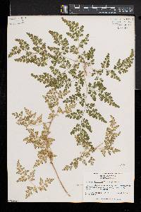 Lygodium japonicum image