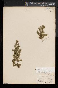 Lygodium japonicum image