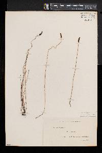 Schizaea dichotoma image