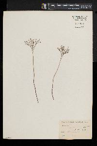 Schizaea dichotoma image