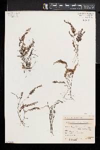 Hymenophyllum malingii image