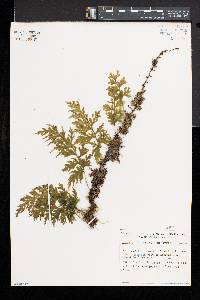 Hymenophyllum dilatatum image