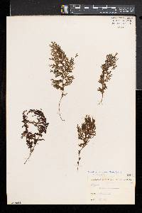 Hymenophyllum recurvum image