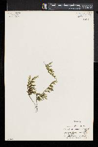 Hymenophyllum recurvum image