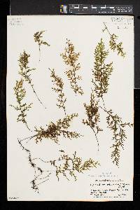 Hymenophyllum recurvum image