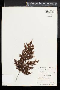 Hymenophyllum scabrum image