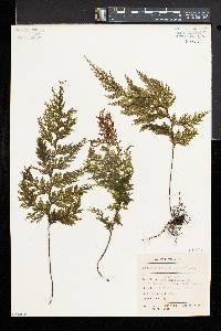 Hymenophyllum scabrum image