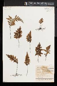 Hymenophyllum sanguinolentum image