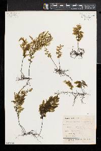 Hymenophyllum sanguinolentum image