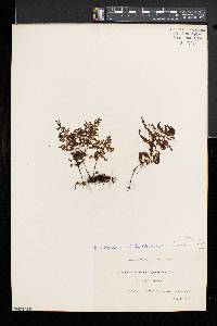 Hymenophyllum sanguinolentum image