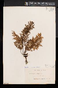 Hymenophyllum pulcherrimum image
