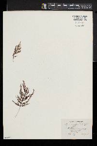 Hymenophyllum lanceolatum image