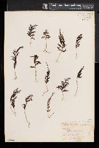 Hymenophyllum lanceolatum image