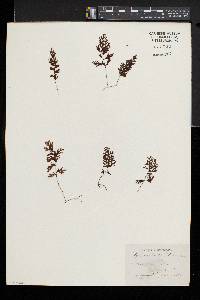 Hymenophyllum lanceolatum image