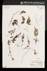 Hymenophyllum lanceolatum image