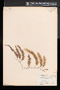 Trichomanes polypodioides image