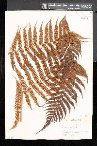 Cyathea poeppigii image