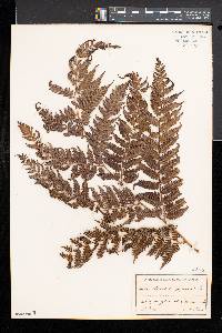 Cyathea aspera image