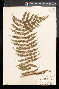 Cyathea microdonta image