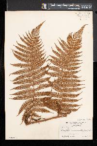 Cyathea microdonta image