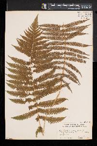 Cyathea myosuroides image