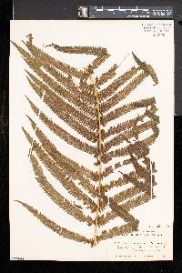 Cyathea myosuroides image